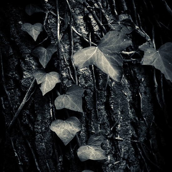 Leaf