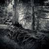 Roots