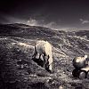 Wild Horse