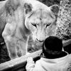 Minou