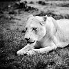 Minou II